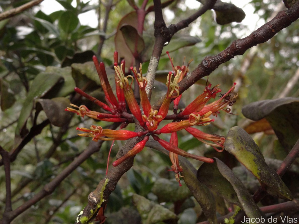 Dendrophthoe neelgherrensis (Wight & Arn.) Tiegh.